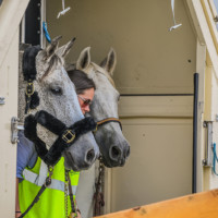 World's Biggest Equine Airlift for FEI World Equestrian Games Tryon 2018 New York Airport WEGHorsesDay1 2 Metropolitan Airport News