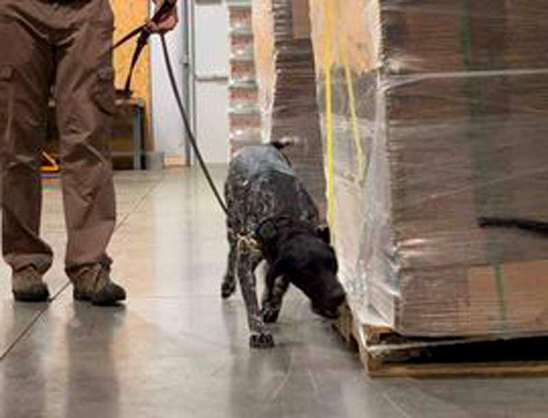 Working Dogs Cargo Metropolitan Airport News