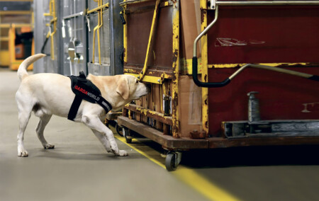 Dog Sense at Airports