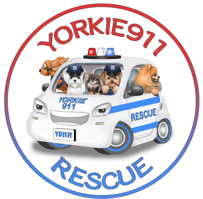 Flights to the Rescue! New York Airport Yorkies 911 Rescue