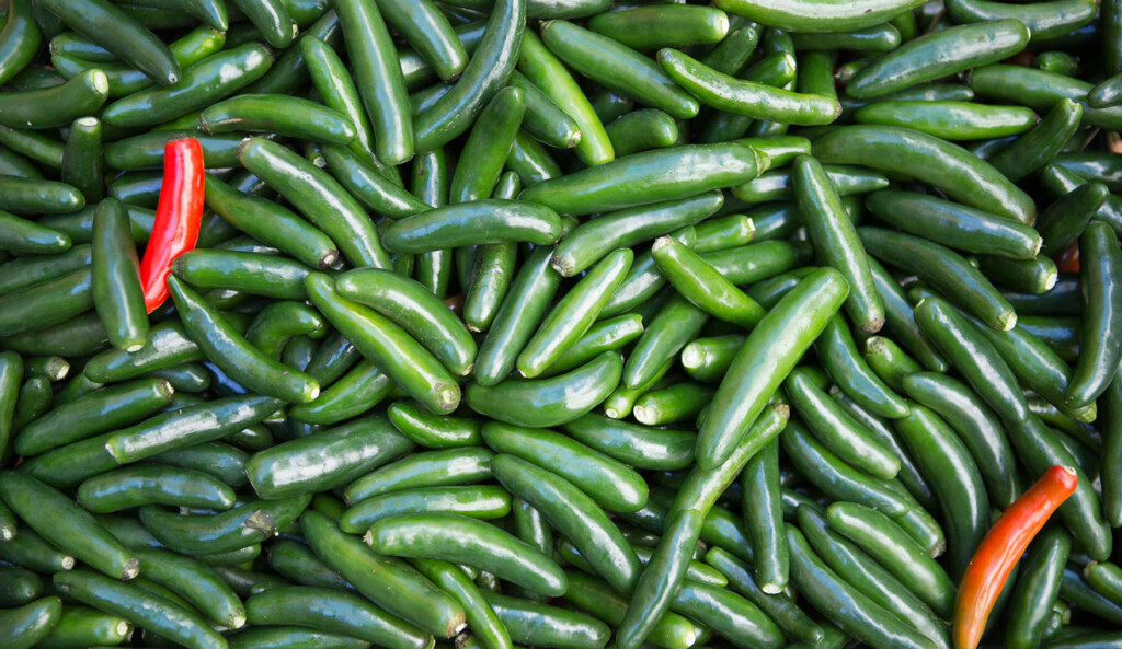 JetBlue Spices Up Its ‘BlueBud’ Business Mentoring Program peppers Metropolitan Airport News